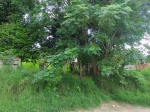 TERRENO - VENDA - BAIRRO ÓRFÃS - VILA LIANE 
